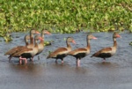 Black-bellied Whistling-duck